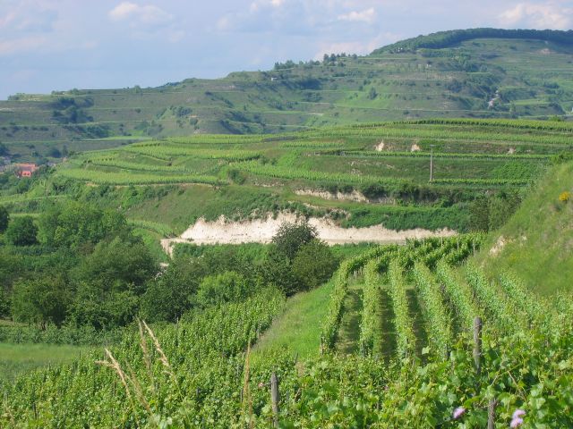 Kaiserstuhlin alueen kukkulat on pengerretty tehokkaasti viiniviljelyn tarpeisiin. Kaiserstuhl, Saksa.