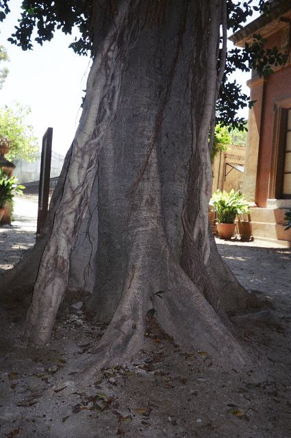 Jttiliskokoinen fiikus. Palermo, Italia.