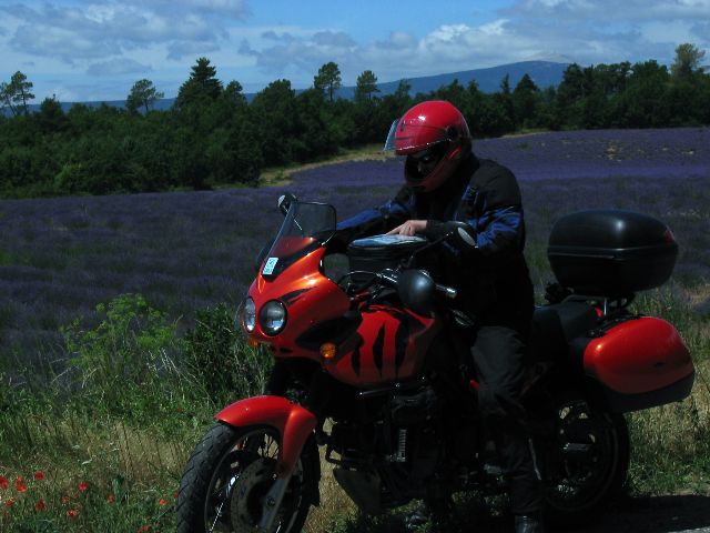 Taustalla valkohuippuinen Mont Ventoux. Provence, Ranska.