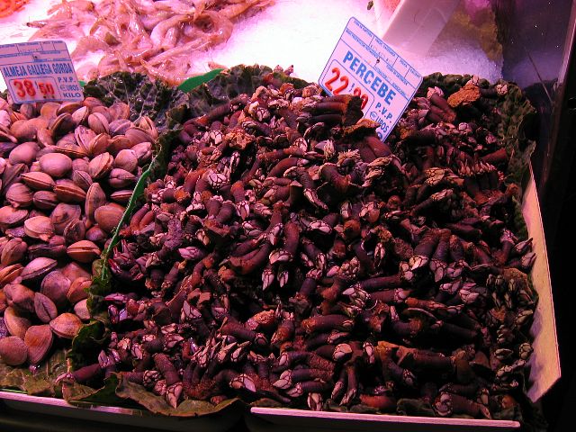 Simpukoita ja hanhenkauloja La Boqueria-kauppahallissa. Barcelona, Espanja.