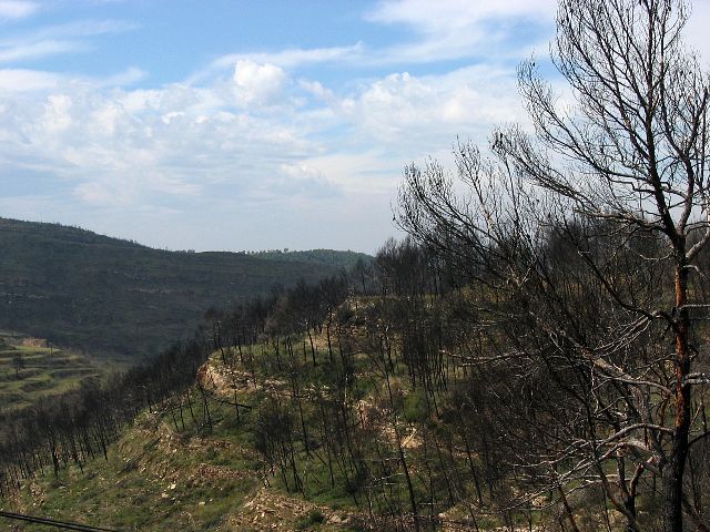 Metspalon mustuttamaa puustoa. Parc Naturel de Sant Llorenc del Munt, Espanja.