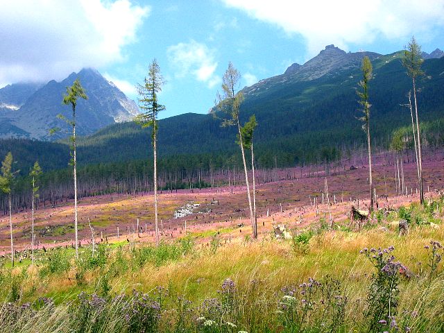 Horsma kukkii myrskyn tekemissä aukoissa. Korkea Tatra, Slovakia.
