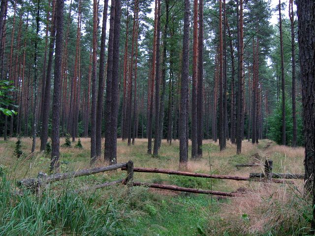 Vielä niitä honkia humisee Puszcza Piskassa eli Piszin aarniometsässä. Ruciane-Nida, Puola.
